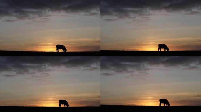 日落时丹麦田野上的牛