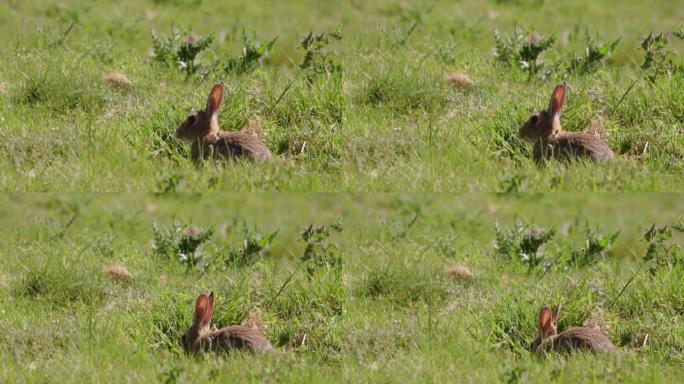 英国多塞特郡草地上的兔子