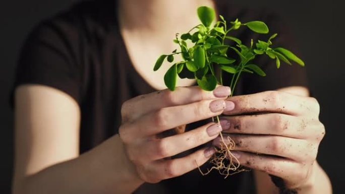 植物栽培地球日手绿苗