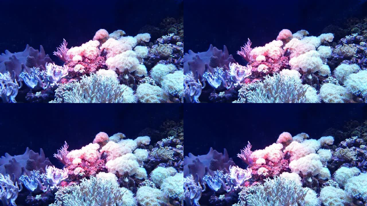 蓝色水中一群红海葵的对比美丽外观