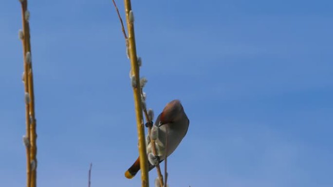 蜡翼坐在猫柳枝上吃东西