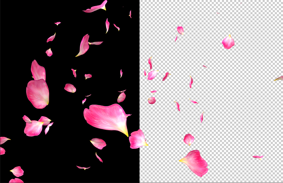 超清晰4K画质花瓣桃花樱花飘飞透明通道