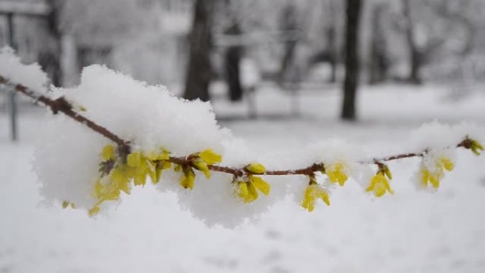 春季降雪期间，灌木丛上的黄色花朵被雪覆盖