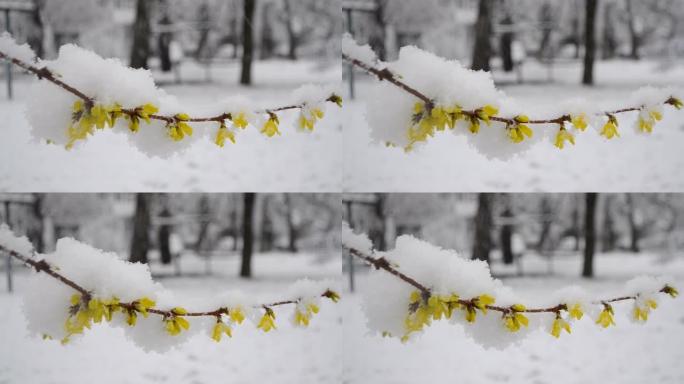 春季降雪期间，灌木丛上的黄色花朵被雪覆盖