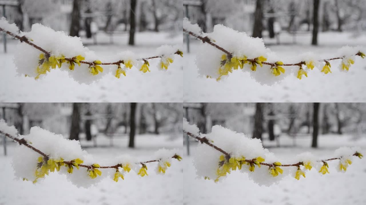春季降雪期间，灌木丛上的黄色花朵被雪覆盖