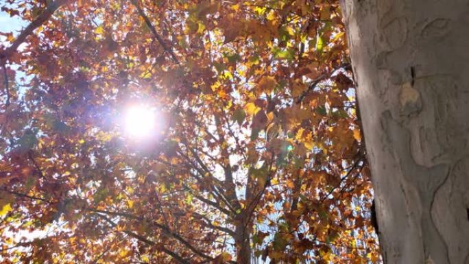 阳光下的秋叶。黄色和橙色的秋天枫叶树在灿烂的阳光下拍摄。秋季自然背景的4k视频。