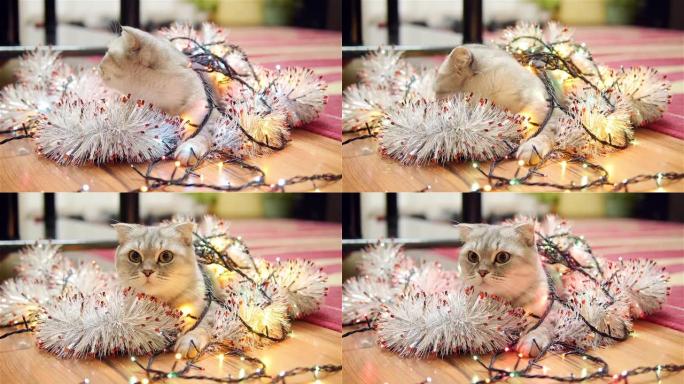 带有圣诞节花环和金属丝的苏格兰折叠猫