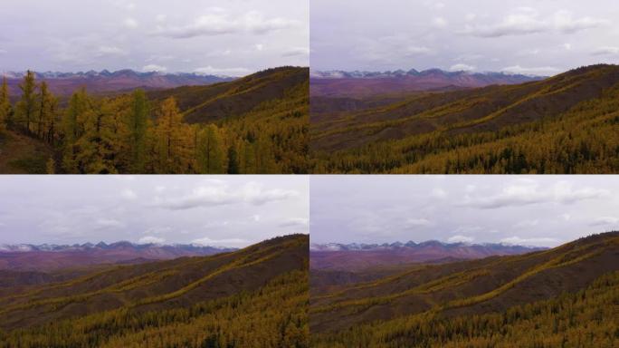秋日的古来草原、黄落叶松和古来山脊。俄罗斯阿尔泰山。无人机向前飞