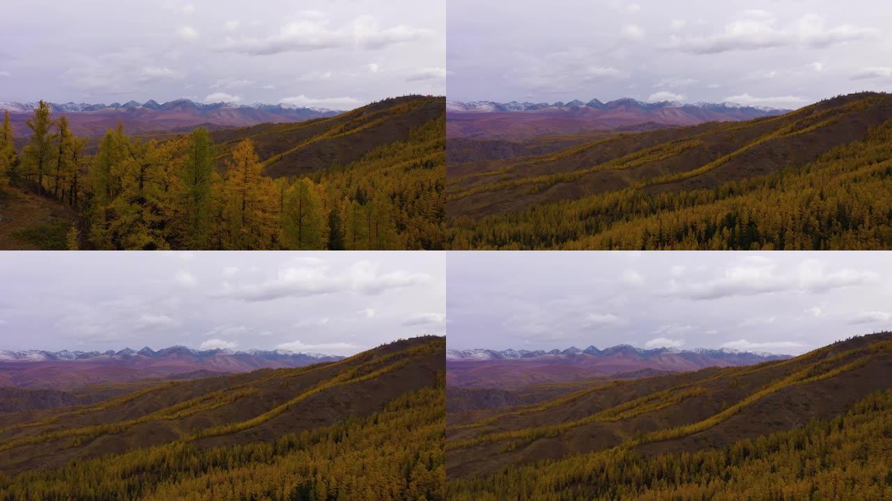 秋日的古来草原、黄落叶松和古来山脊。俄罗斯阿尔泰山。无人机向前飞