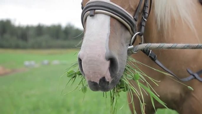 牧场里一匹马吃着新鲜绿草的特写镜头。嘴里有草的马。
