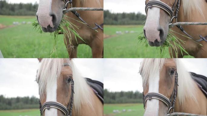 牧场里一匹马吃着新鲜绿草的特写镜头。嘴里有草的马。