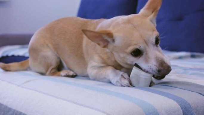 吉娃娃狗躺在沙发上啃骨头。一只小红狗在公寓里啃骨头。可爱的狗倾斜头，用爪子握住物品。狗吃。开朗的狗狗