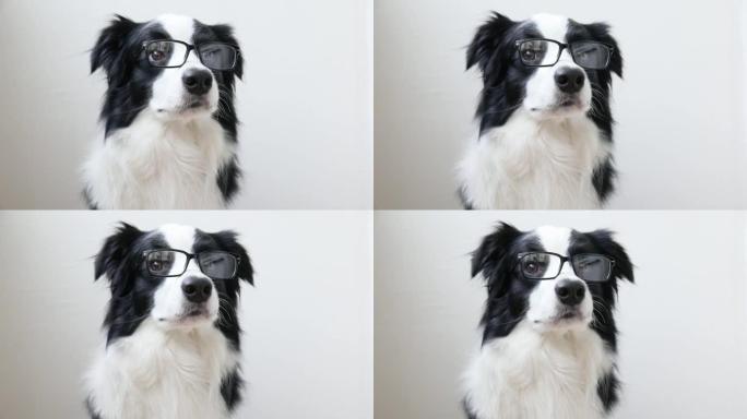 微笑的小狗边境牧羊犬在白色背景上孤立的眼镜有趣的工作室肖像。小狗凝视着眼镜。回到学校。酷书呆子风格。