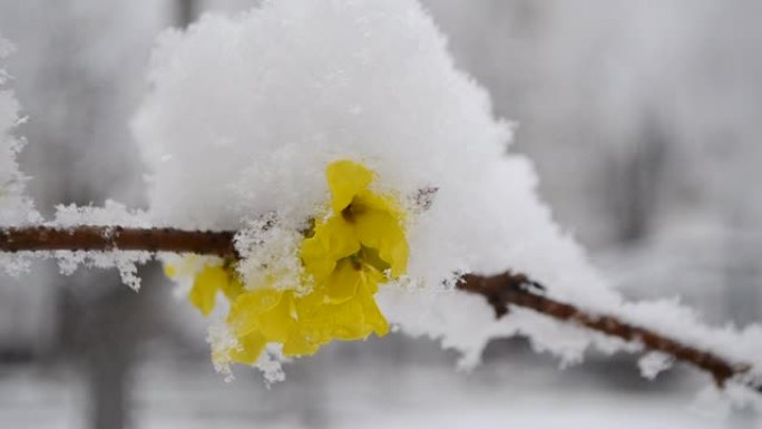 春季降雪期间，灌木丛上的黄色花朵被雪覆盖