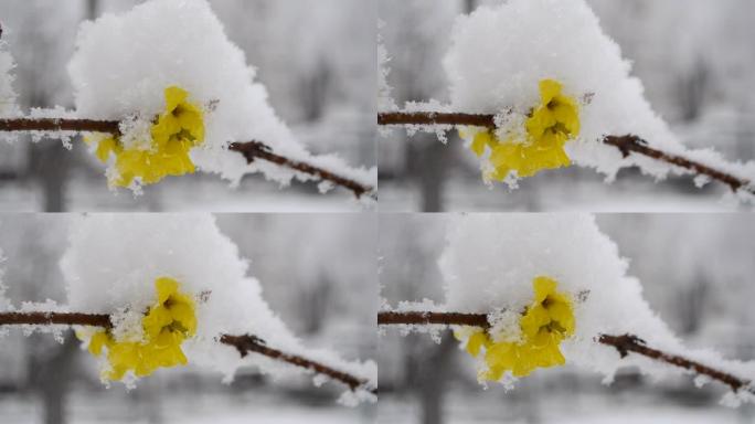 春季降雪期间，灌木丛上的黄色花朵被雪覆盖