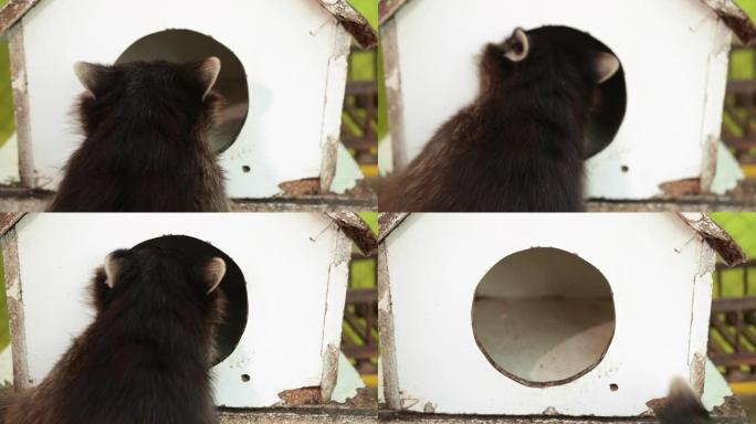 浣熊在圆孔里。小木建筑形状房屋内的浣熊头