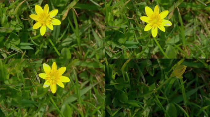 英国多塞特郡田野中的小白屈菜花