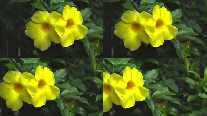 花园中的黄色花朵