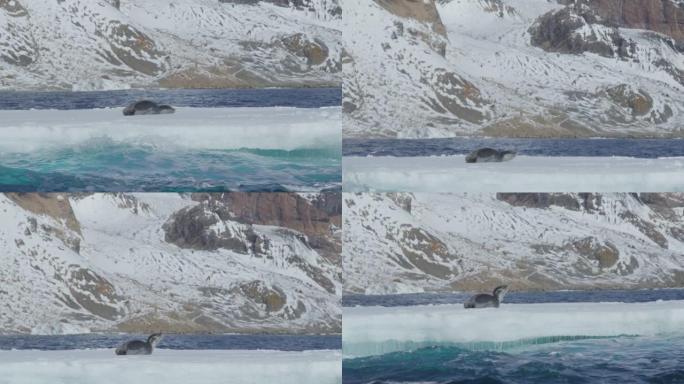 南极洲-豹海豹 (Hydrurga leptonyx) 坐在海洋中的冰堡上