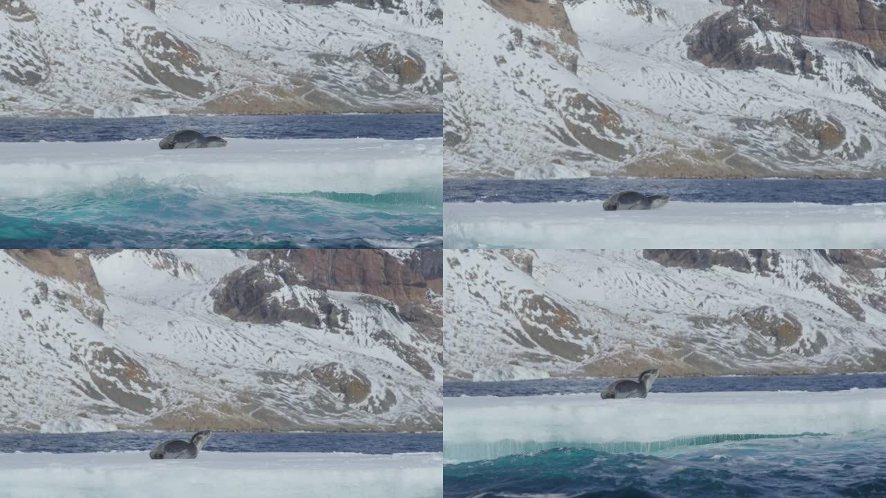 南极洲-豹海豹 (Hydrurga leptonyx) 坐在海洋中的冰堡上