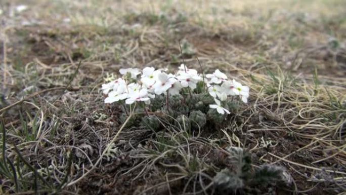 蒙古野生草原上的白花。