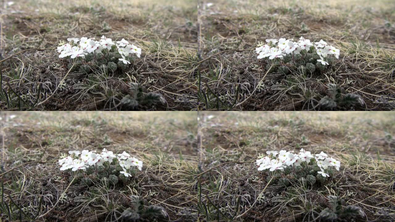 蒙古野生草原上的白花。