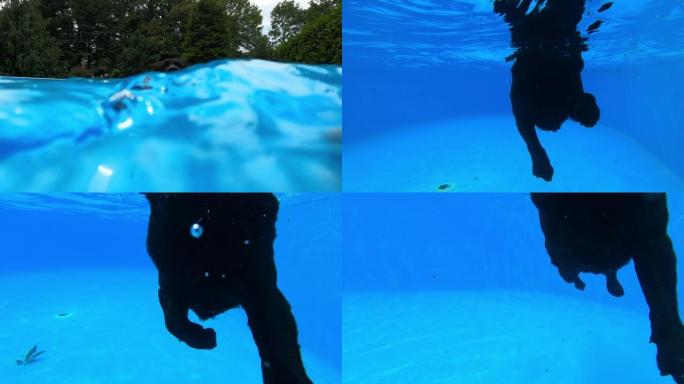 游泳池里的黑色拉布拉多