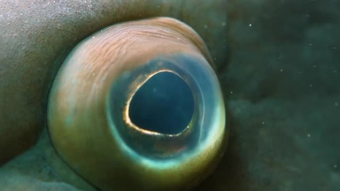 石斑鱼的眼睛特写