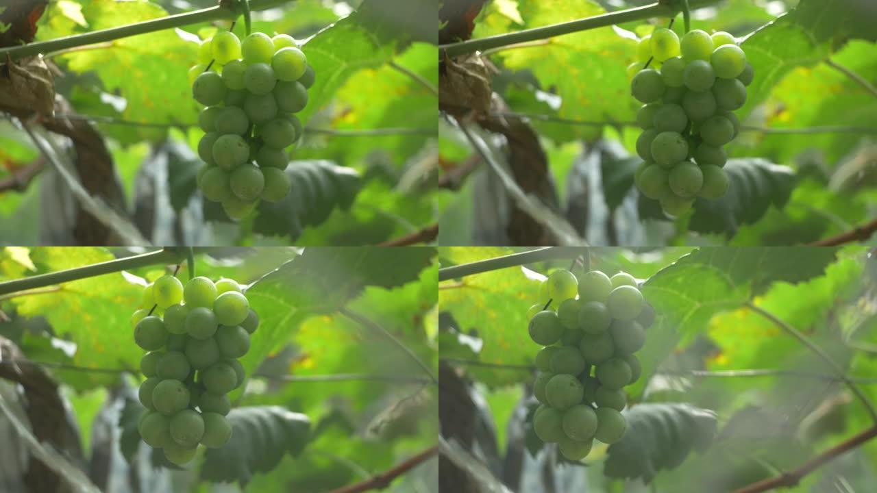 绿色的葡萄挂在架子上