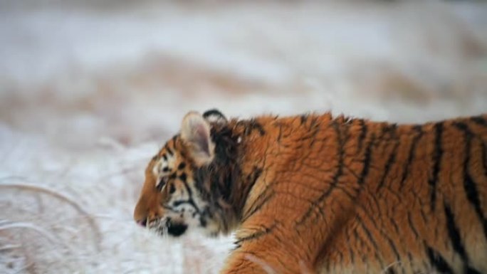 一只大型的年轻雌性野生西伯利亚虎 (Panthera tigris altaica) 在相机附近冰冻