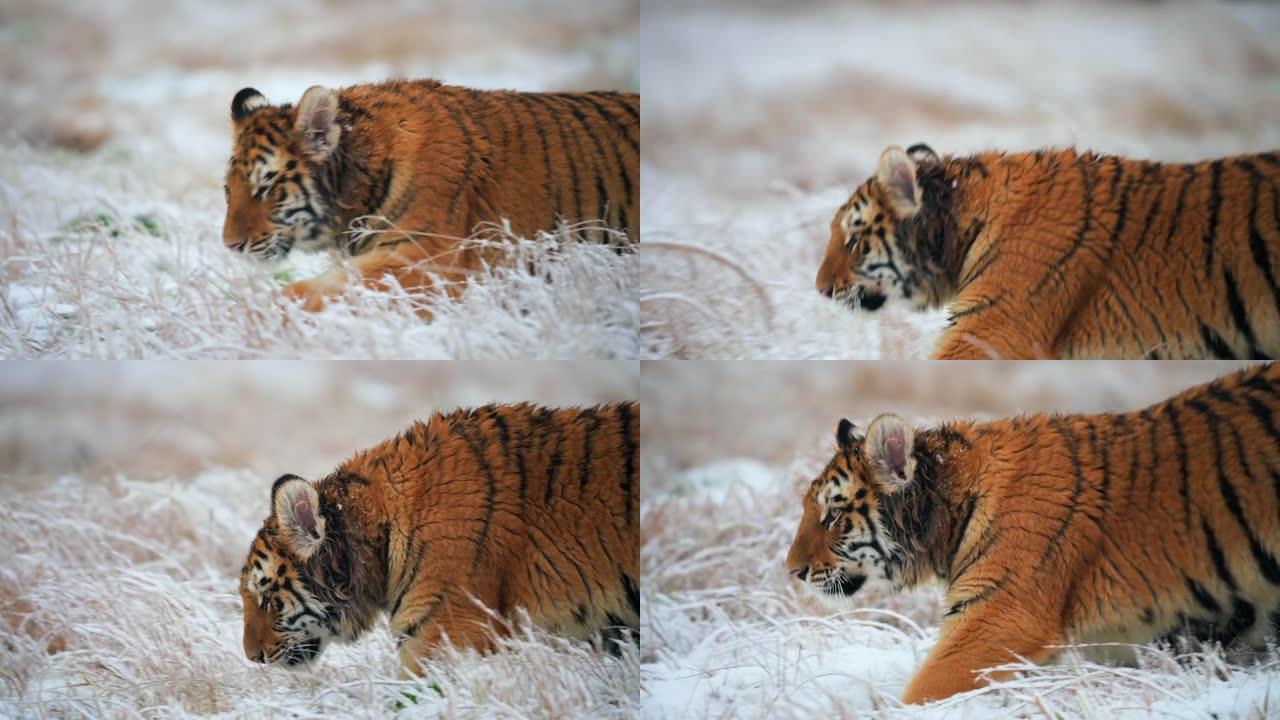 一只大型的年轻雌性野生西伯利亚虎 (Panthera tigris altaica) 在相机附近冰冻