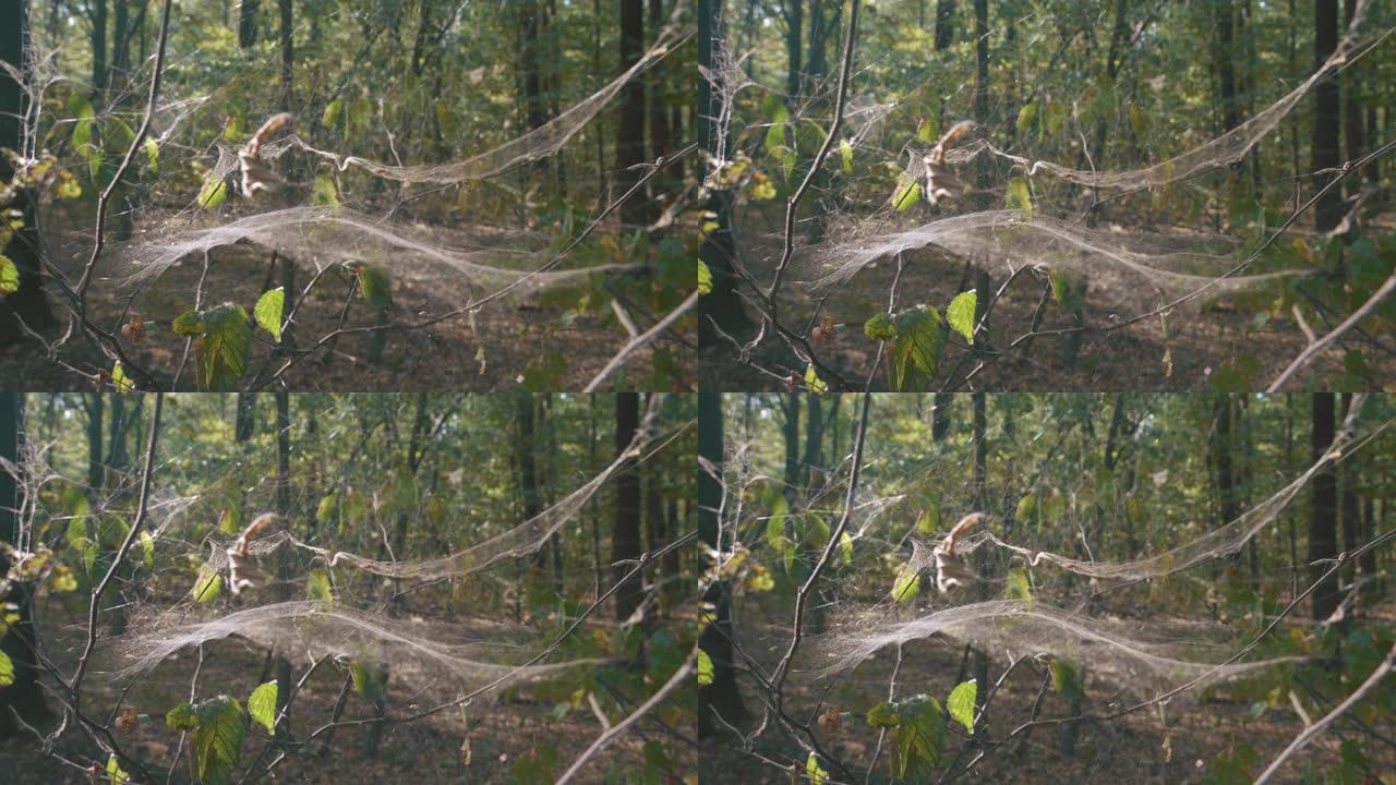 网上的蜘蛛。蜘蛛网，蜘蛛网在森林树上的阳光下闪闪发光。