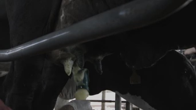 奶牛处于机械挤奶的位置