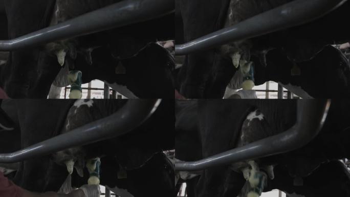 奶牛处于机械挤奶的位置