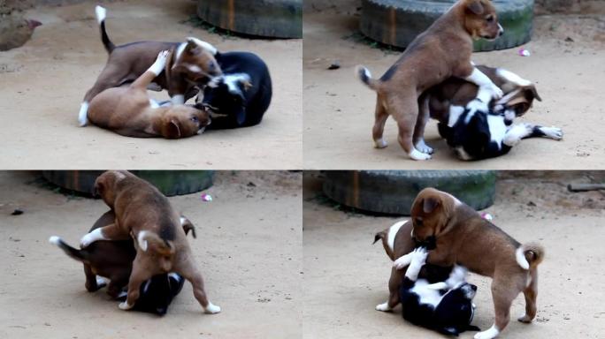 印度小狗在户外玩耍。有趣的白色、红色或棕色和黑色狗在地面上互相咬人