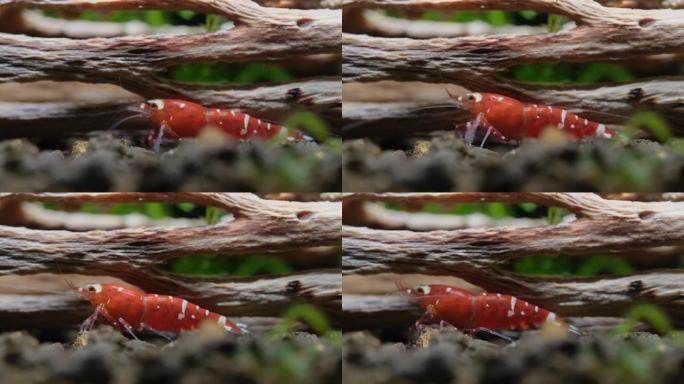 红色花式矮虾在淡水水缸木材装饰附近的水生土壤中寻找食物