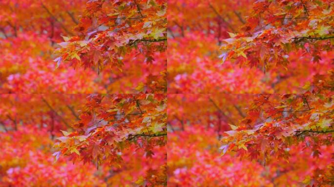 秋天的颜色红叶秋叶秋树