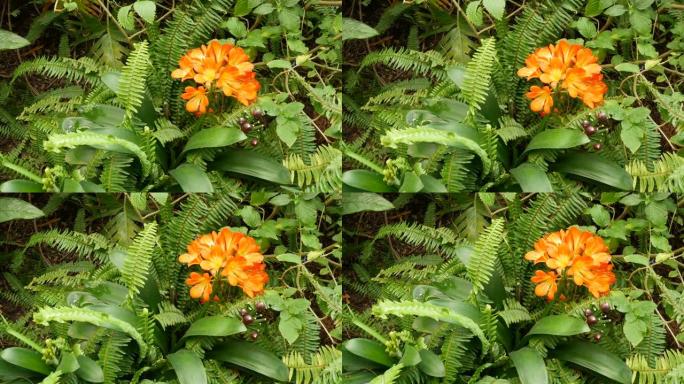 纳塔尔灌木卡菲尔百合花，加利福尼亚，美国。君子兰橙色艳丽，异国情调，火红充满活力的植物开花。热带雨林