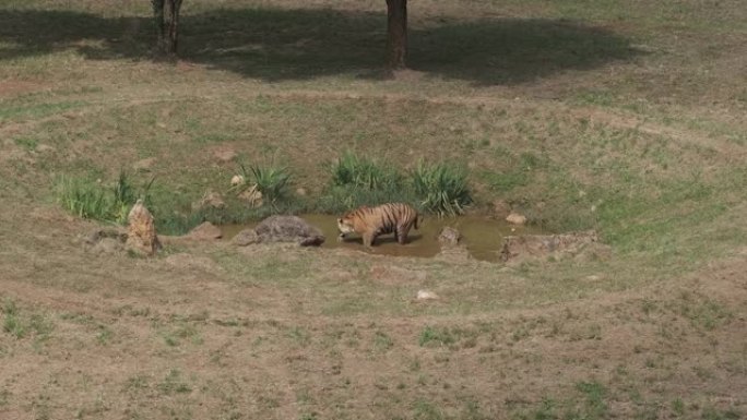 两只老虎在西班牙坎塔布里亚卡巴西诺自然公园的池塘里玩耍。