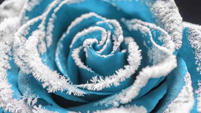 玫瑰冻结的时间流逝，冰晶在寒冷的玫瑰上生长