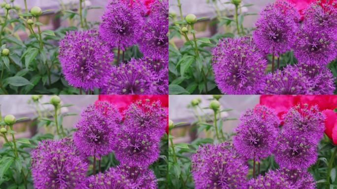 花园中巨大葱属花美丽的紫罗兰花瓣。紫色葱属花的田野。
