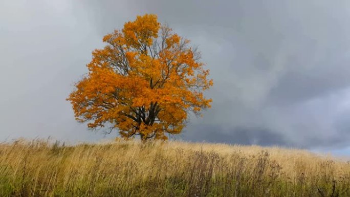 雨前展现秋天色彩的枫树