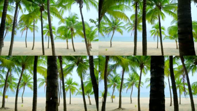 阴天 多云 椰树沙滩 海滩