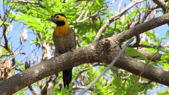 自然栖息地的黄色啄木鸟。野生景观。