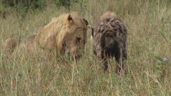 一只大胆的鬣狗非常接近狮子喂养