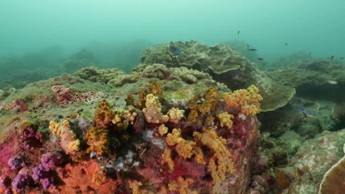 一群在海底暗礁游泳的珊瑚鱼，台湾
