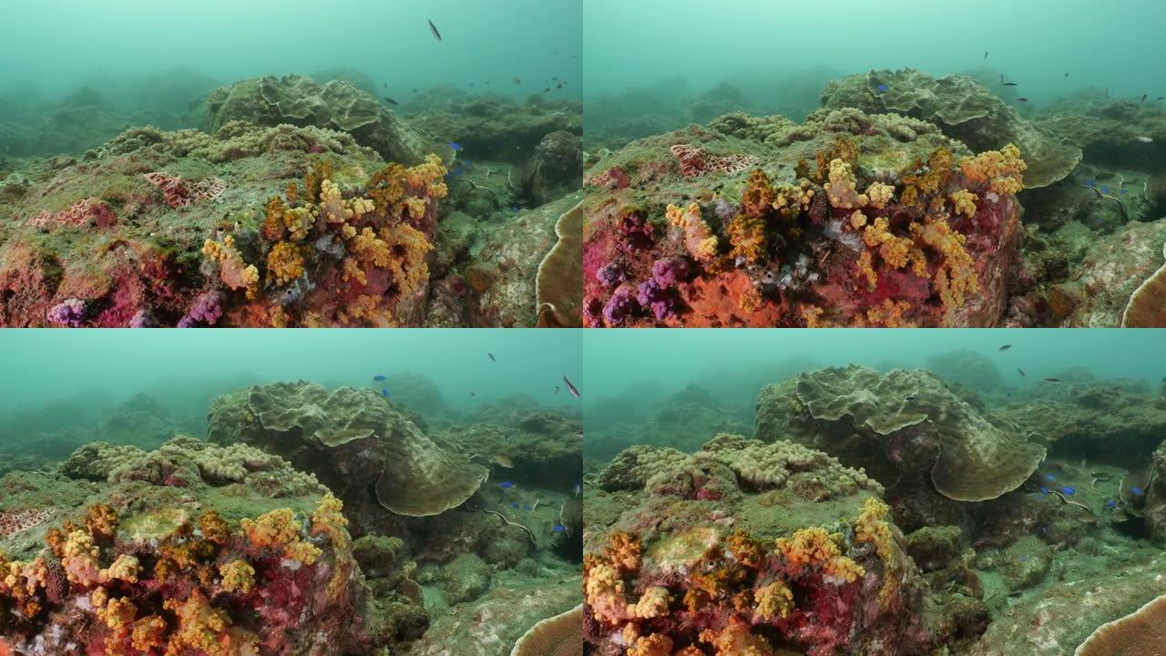 一群在海底暗礁游泳的珊瑚鱼，台湾