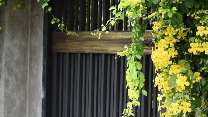 美丽的异国热带黄花绿叶结合在早晨的黑色金属门背景，猫爪，猫爪藤，猫爪爬山虎植物