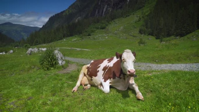 牧场上的山地奶牛农村牦牛黄牛水牛养殖奶牛