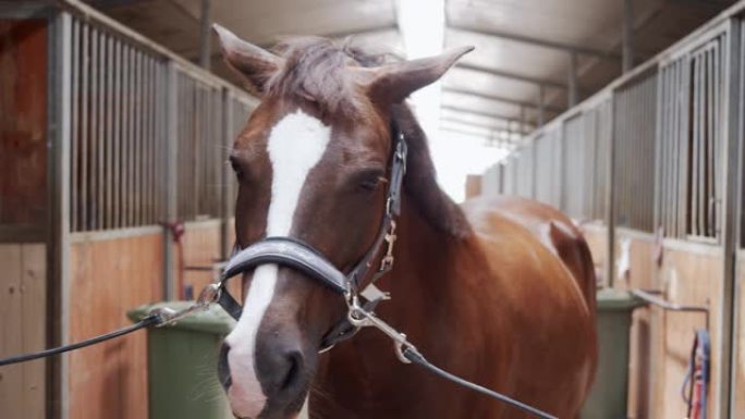 骑术学校里一匹马的慢动作视频